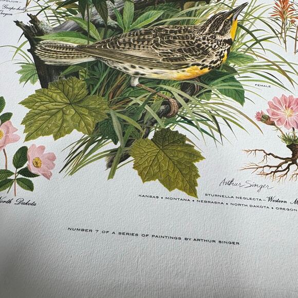 Arthur Singer Portfolio of Bird Prints #7 Western Meadowlark - Vintage Botanical - Picture 3 of 6